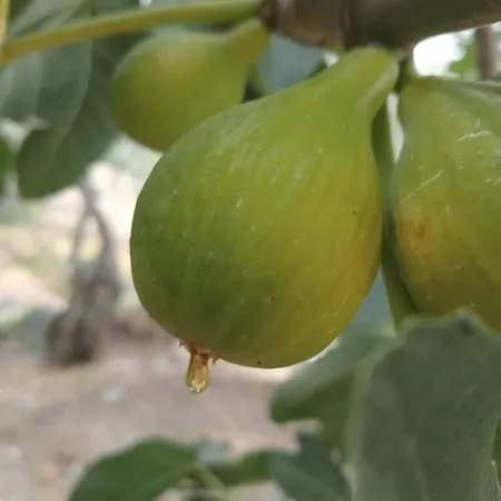 Casa Do Rossio * Fornos (Braganca)