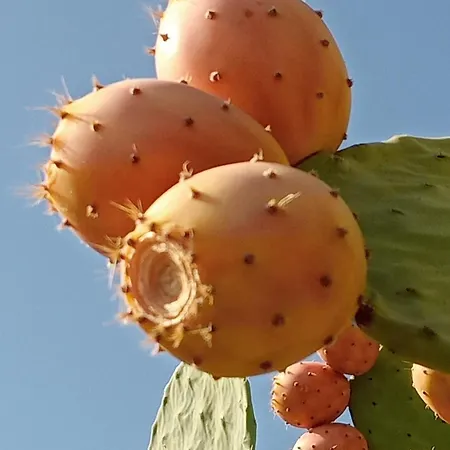 Casa Do Rossio بيت للعطل Fornos (Braganca)