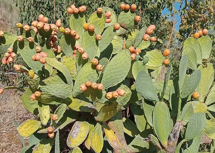 Casa Do Rossio بيت للعطل