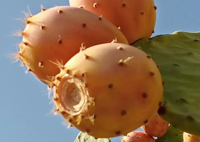 Casa Do Rossio بيت للعطل Fornos (Braganca)